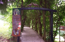 Preddvor- Tree-lined  avenue