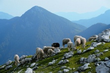 Jezersko - sheeps