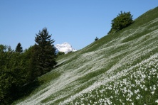 Jesenice