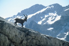 Triglav national park - capricorn